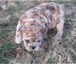 Puppy 4 Bulldog