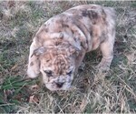 Puppy 4 Bulldog