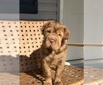 Puppy Brownie Cocker-Pei