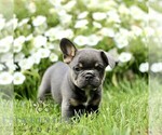 Small #1 French Bulldog