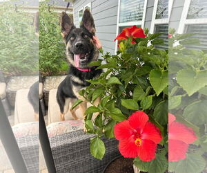 German Shepherd Dog Dogs for adoption in La Grange , NC, USA