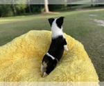 Small Photo #3 Aussie-Corgi Puppy For Sale in MAGNOLIA, AR, USA