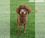 Small #2 Poodle (Miniature)