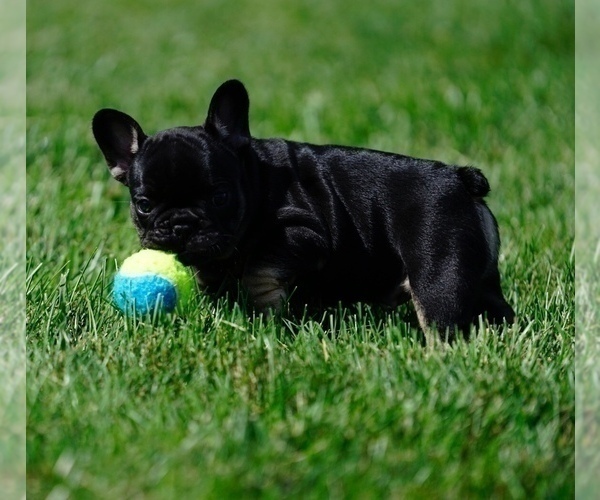 Medium Photo #6 French Bulldog Puppy For Sale in MOUNT GILEAD, OH, USA