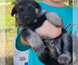 German Shepherd Dog Puppy for sale in HARLINGEN, TX, USA