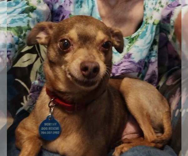 Medium Photo #2 Chihuahua Puppy For Sale in Arlington, VA, USA