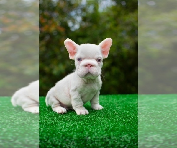Medium Photo #4 French Bulldog Puppy For Sale in SEATTLE, WA, USA
