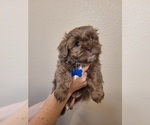 Small #2 Shih Tzu