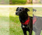 Small Labrador Retriever Mix