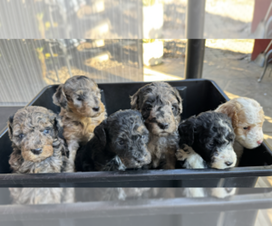 Bernedoodle (Miniature) Puppy for sale in OAKLEY, CA, USA