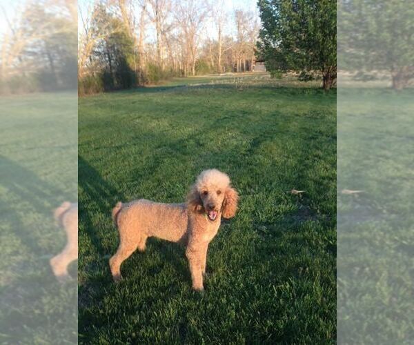 Medium Photo #1 Poodle (Standard) Puppy For Sale in COLUMBIA, KY, USA