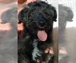 Puppy Benji Cadoodle