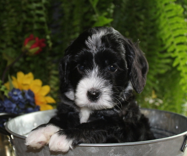 Medium Photo #6 Australian Labradoodle Puppy For Sale in REMER, MN, USA