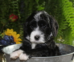 Small Photo #6 Australian Labradoodle Puppy For Sale in REMER, MN, USA