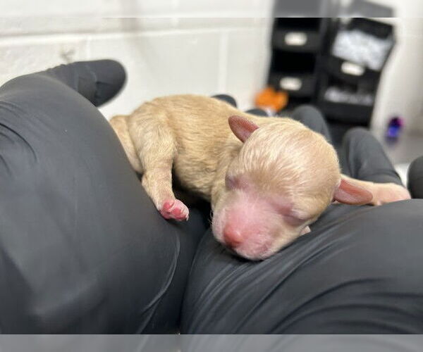 Medium Photo #1 Maltipoo (Miniature) Puppy For Sale in San Bernardino, CA, USA