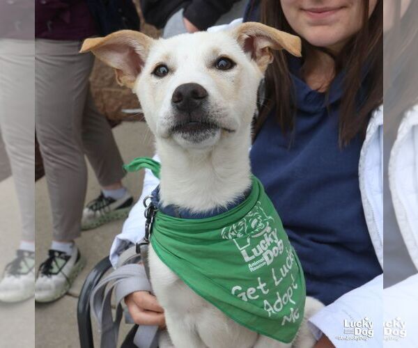 Medium Photo #7 Australian Shepherd-Unknown Mix Puppy For Sale in Washington, DC, USA