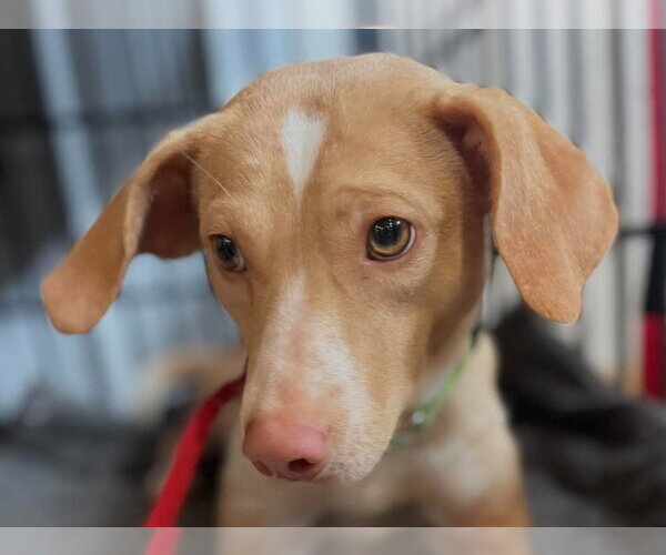 Medium Photo #1 Mutt Puppy For Sale in Canton, CT, USA
