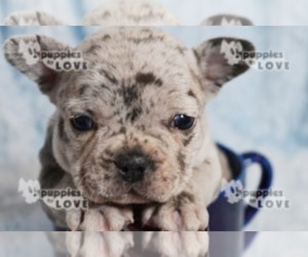 Medium Photo #12 French Bulldog Puppy For Sale in SANGER, TX, USA