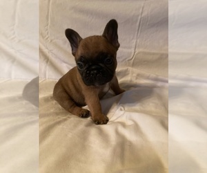 French Bulldog Puppy for sale in MIDDLEFIELD, OH, USA