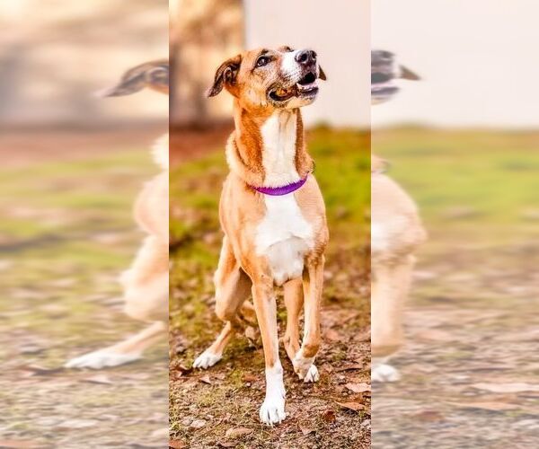 Medium Photo #6 Mutt Puppy For Sale in columbia, SC, USA