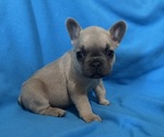 Puppy Puppy 6 French Bulldog