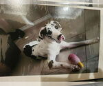 Small #1 Great Dane