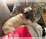 Small #4 French Bulldog
