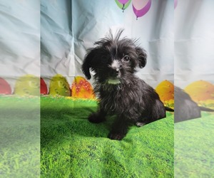 YorkiePoo Puppy for sale in MACON, GA, USA