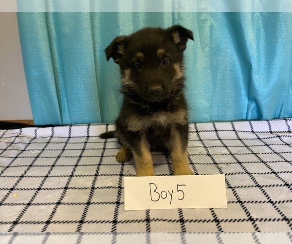 Medium Photo #7 German Shepherd Dog Puppy For Sale in COLCORD, OK, USA