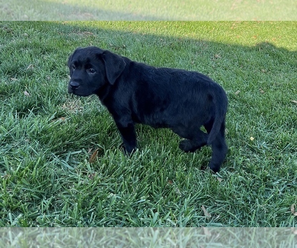 Medium Photo #2 Labrador Retriever Puppy For Sale in BEECH GROVE, IN, USA