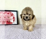 Small #4 Shih-Poo