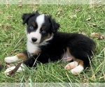 Small Photo #8 Miniature Australian Shepherd Puppy For Sale in WOODRUFF, SC, USA