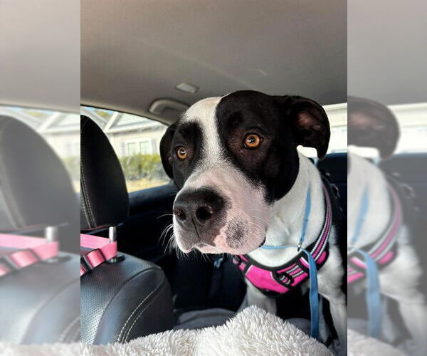 Medium Photo #2 Mutt Puppy For Sale in Fayetteville, NC, USA