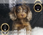 Small #6 Dachshund