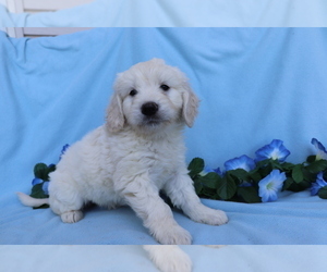Goldendoodle (Miniature) Puppy for sale in SHILOH, OH, USA