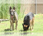 Small #1 German Shepherd Dog