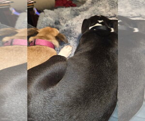 Squeak - Female Mutt Dog for Adoption - Photo #7
