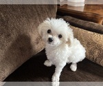 Small #2 Maltese