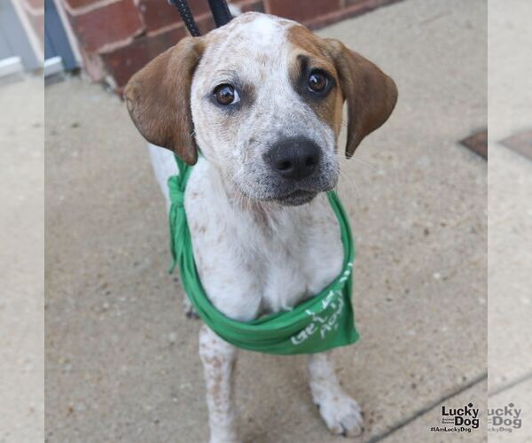 Medium Photo #3 Mutt Puppy For Sale in Washington, DC, USA