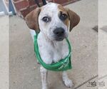 Small #2 Mutt