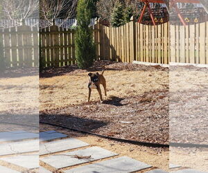 Kobe - Male Boxer-Unknown Mix Dog for Adoption - Photo #12
