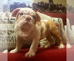 Small Photo #8 English Bulldog Puppy For Sale in DE WITT, MI, USA