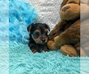 Yorkshire Terrier Puppy for sale in TALALA, OK, USA
