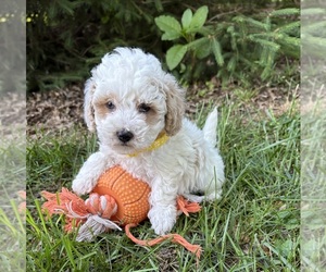 Havapoo Puppy for sale in MIDDLEBURY, IN, USA
