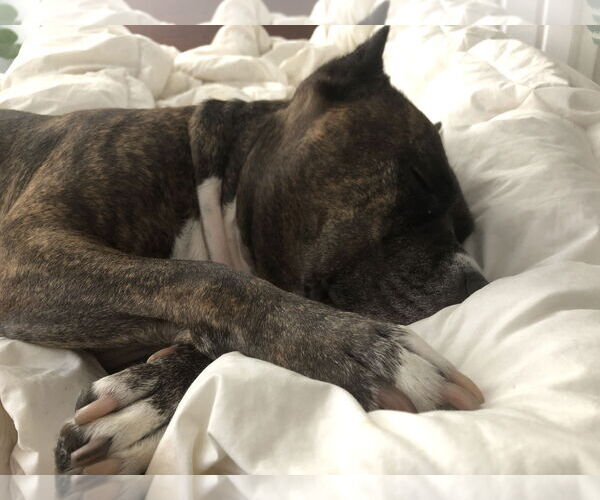 Medium Photo #22 Mutt Puppy For Sale in Philadelphia, PA, USA