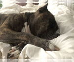Small #21 Mutt