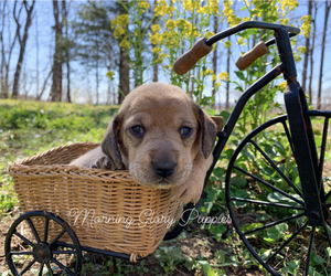 Dachshund Puppy for sale in WINSLOW, AR, USA