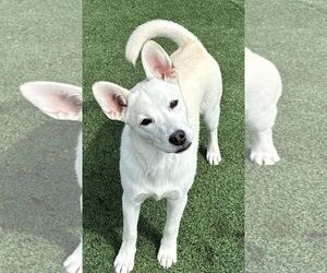 Sugar - Female Siberian Husky-Unknown Mix Dog for Adoption - Photo #7