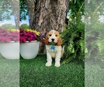 Image preview for Ad Listing. Nickname: Odie miniature