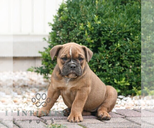 Medium Photo #2 Olde English Bulldogge Puppy For Sale in NARVON, PA, USA
